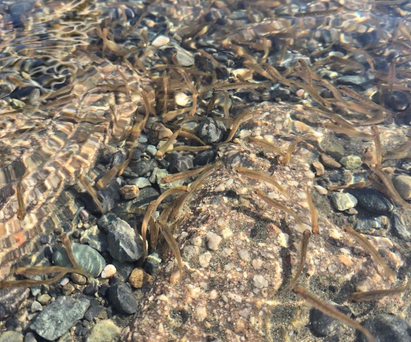 Fall-run Chinook salmon fry in the American River.