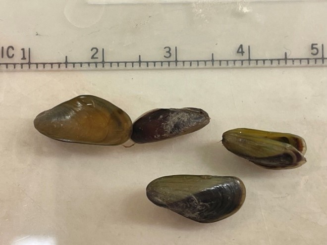 Golden mussels with a ruler to show size.