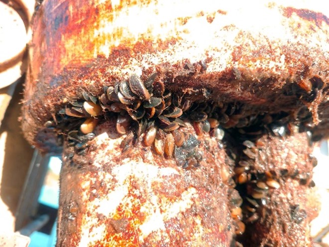 Golden mussels cling to and clog apparatus.