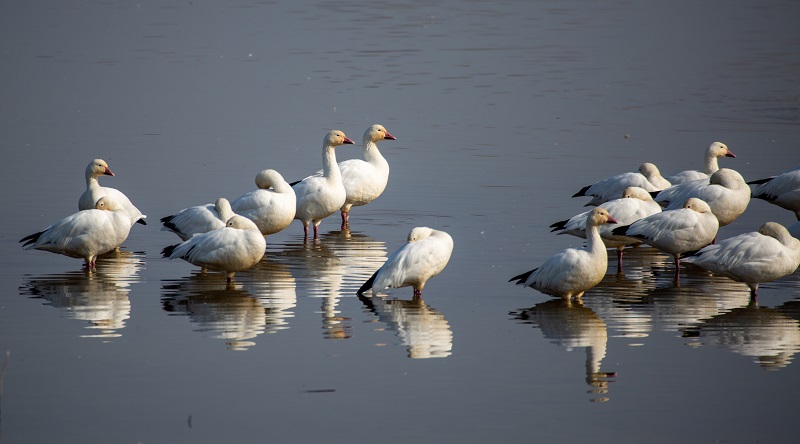 Snow geese at rest at the Gray Lodge Wildlife Area.