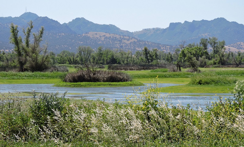 An overview of flooded wetlands at the Gray Lodge Wildlife Area in Butte County.