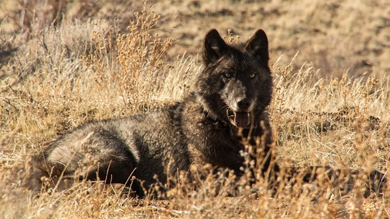 A dark-colored gray wolf rests in an open field.