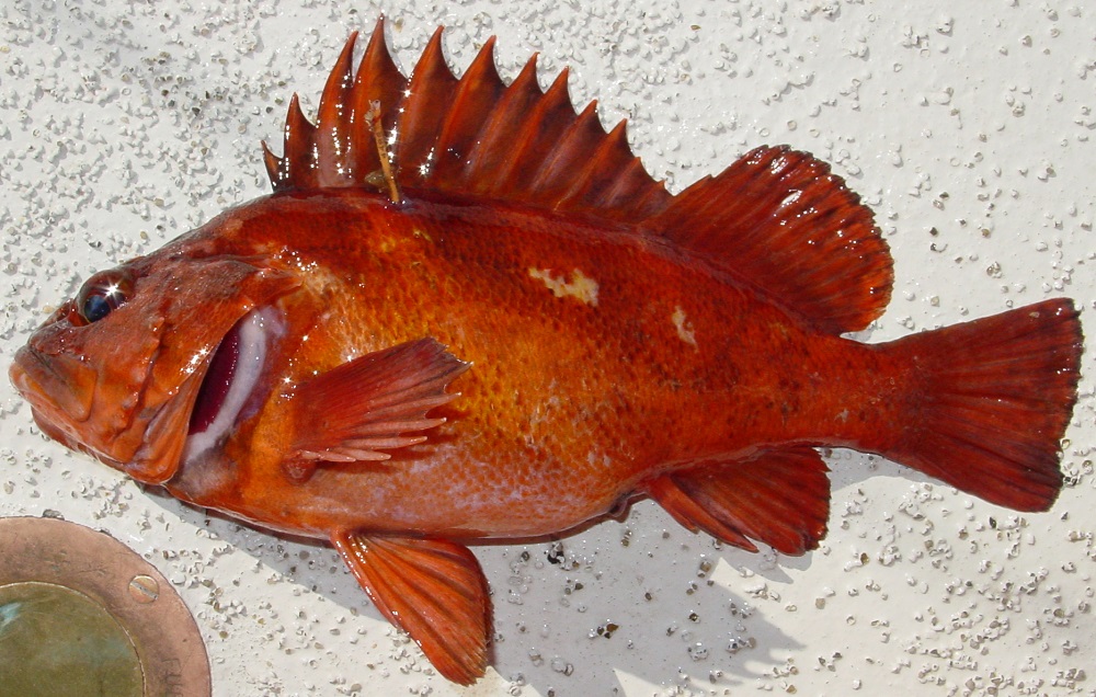 Close up of a copper rockfish on a boat deck