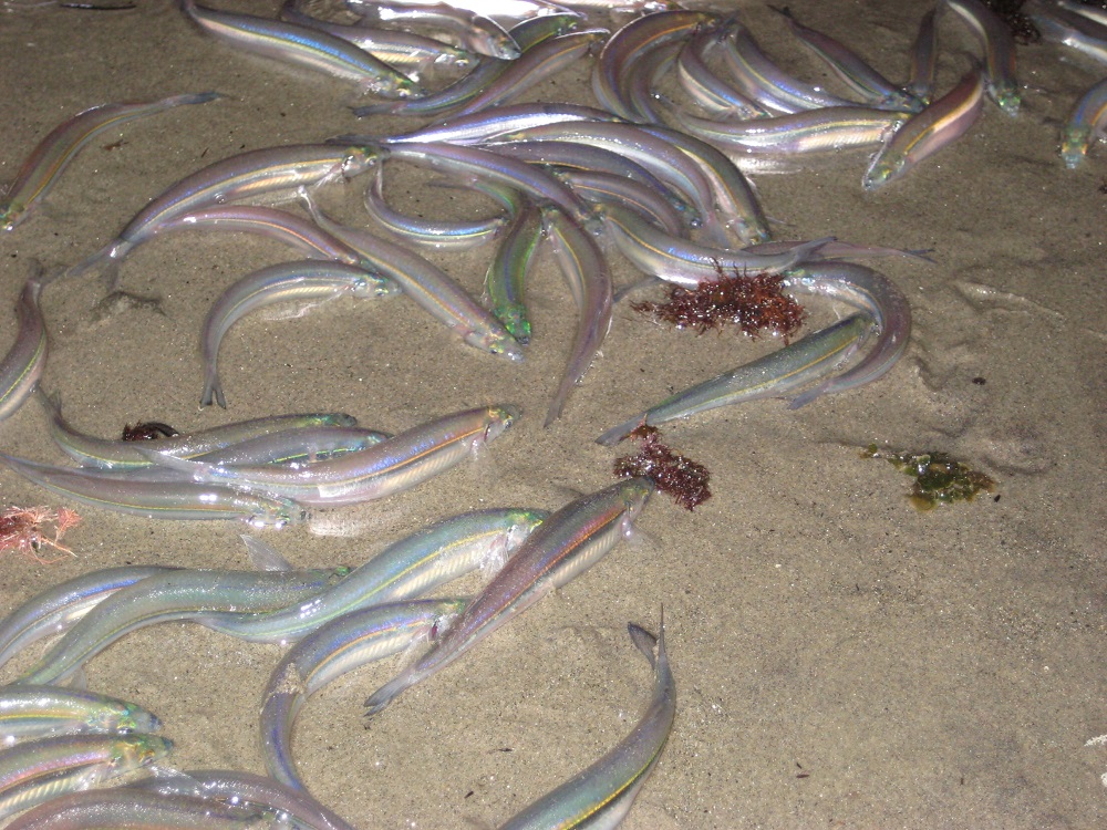 Silver grunion beached on the sand at night