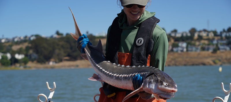 A CDFW scientist holds a white sturgeon prior to release.