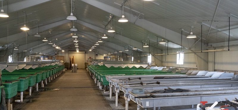 Long plastic raceways hold juvenile trout inside the Hot Creek Trout Hatchery facility in Mono County.