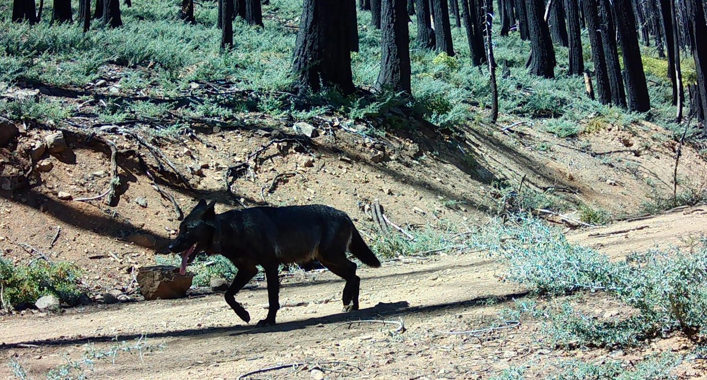 A wolf traveling through the mountains.