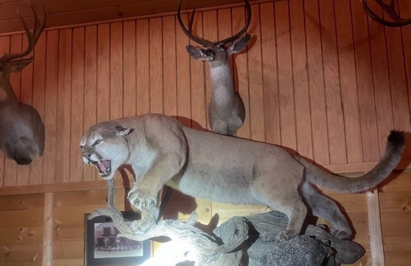 A taxidermized mountain lion illegally possessed and on display within a Napa County residence.