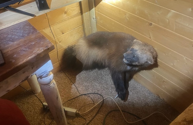 A taxidermized wolverine illegally possessed and on display within a Napa County residence.