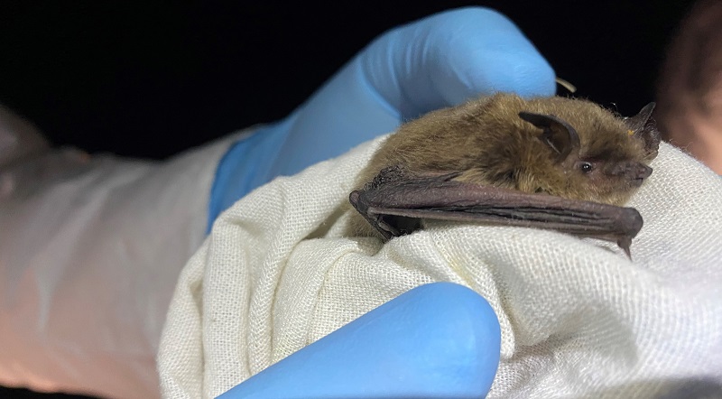 Close-up image of a small bat in hand.