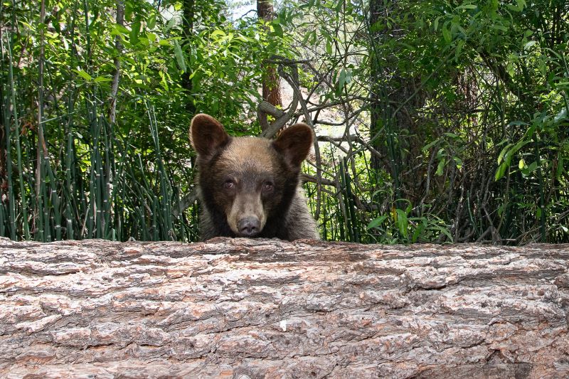 Bear looking over log.