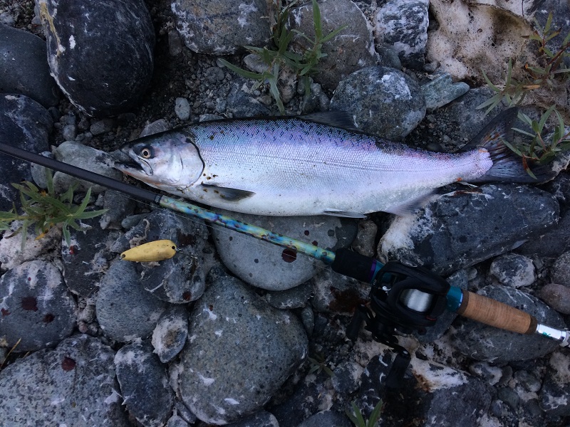 A freshly caught Chinook salmon lies on the rocks next to a fishing rod and reel.