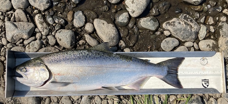 A single Chinook salmon is measured for length.