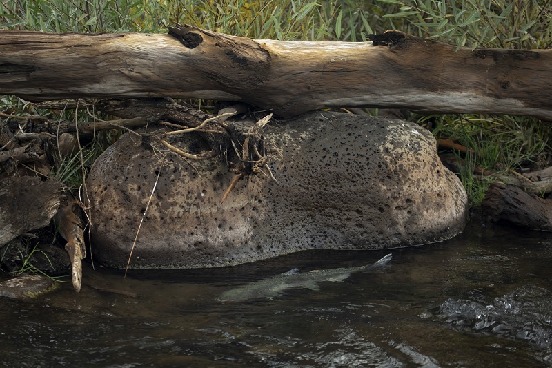 A Chinook salmon swims within a tributary of the Klamath River.