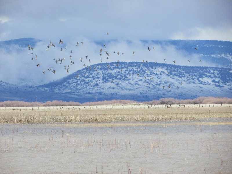 wild ducks fly over wetlands