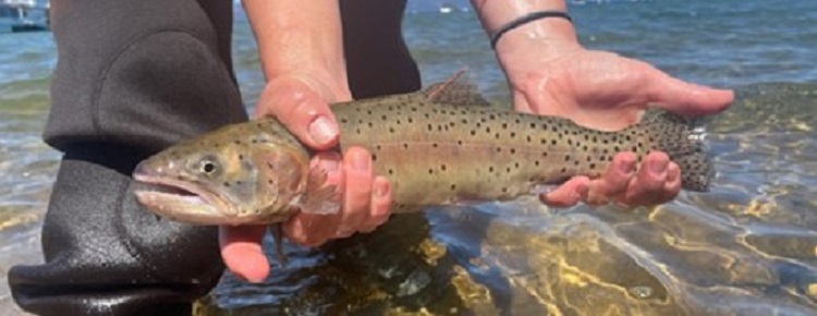 A Lahontan cutthroat trout is held just prior to release into Lake Tahoe.