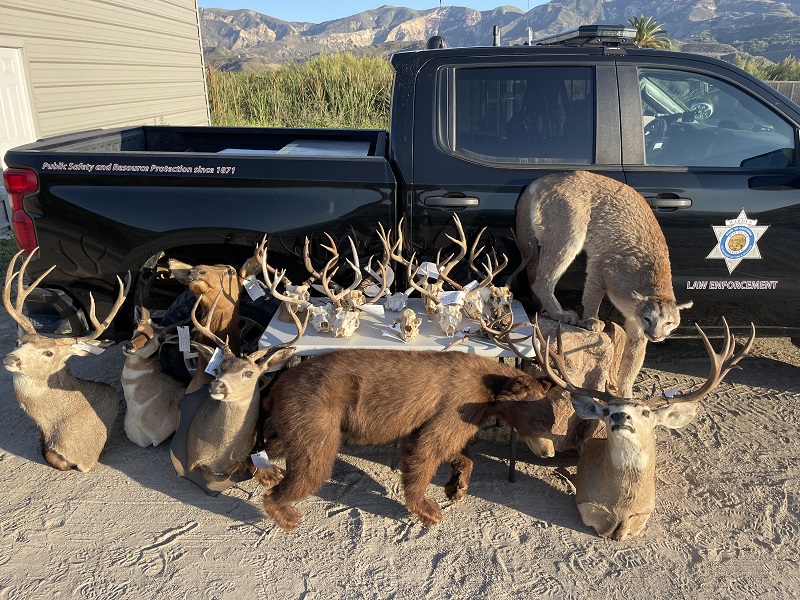 A display of illegal wildlife taxidermy seized by CDFW wildlife officers.