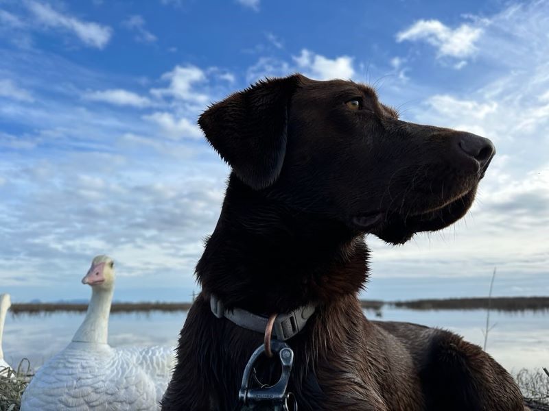 Labrador on the edge of a pond in front of a decoy.