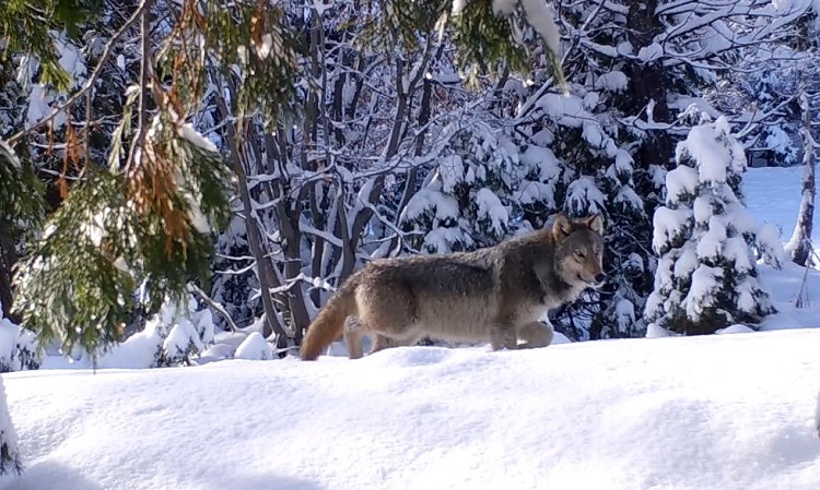 A lone gray wolf roams northeastern California in winter amid deep snow.
