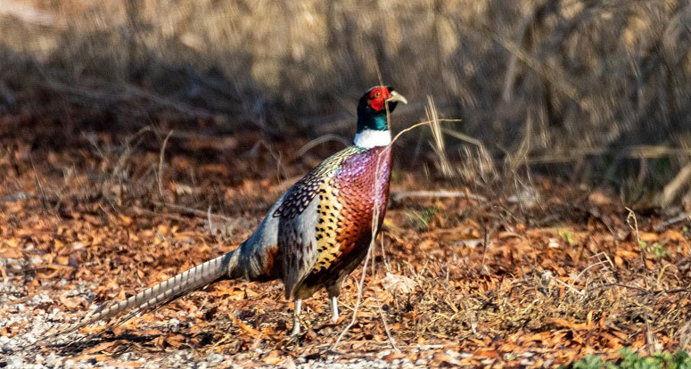 A wild, male ring-necked pheasant emerges from heavy cover at the Little Dry Creek Unit, Upper Butte Basin Wildlife Area.