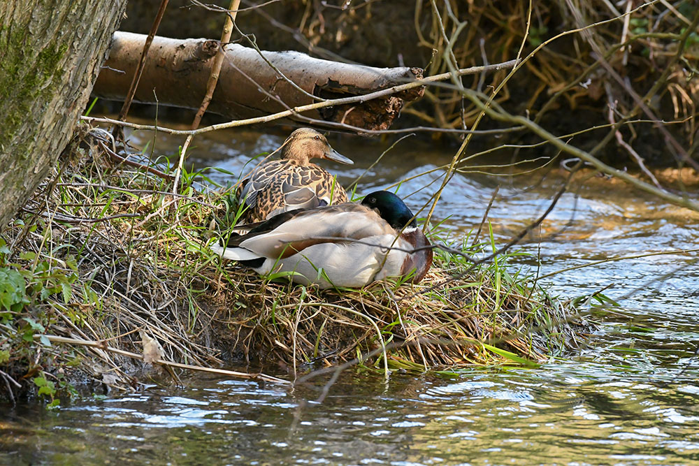 Male and female mallard ducks