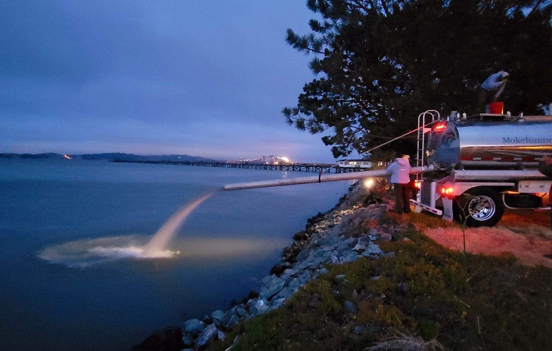 Salmon smolt release into San Francisco Bay in the evening.