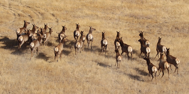 A herd of elk viewed from above during aerial surveys of big game populations.