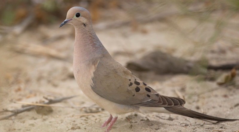 mourning dove stands  on alert