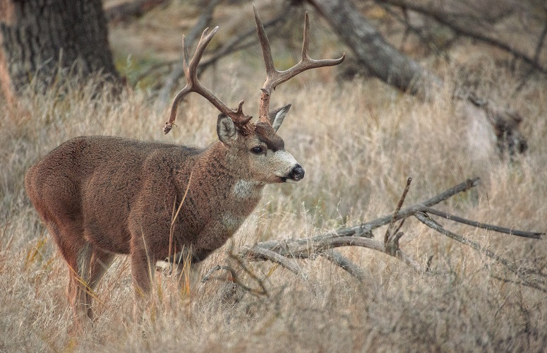 A California mule deer buck amid an oak woodland.