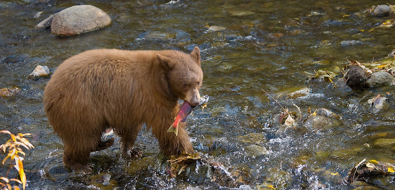 A Lake Tahoe Basin black bear holds a freshly caught kokanee salmon in its mouth.