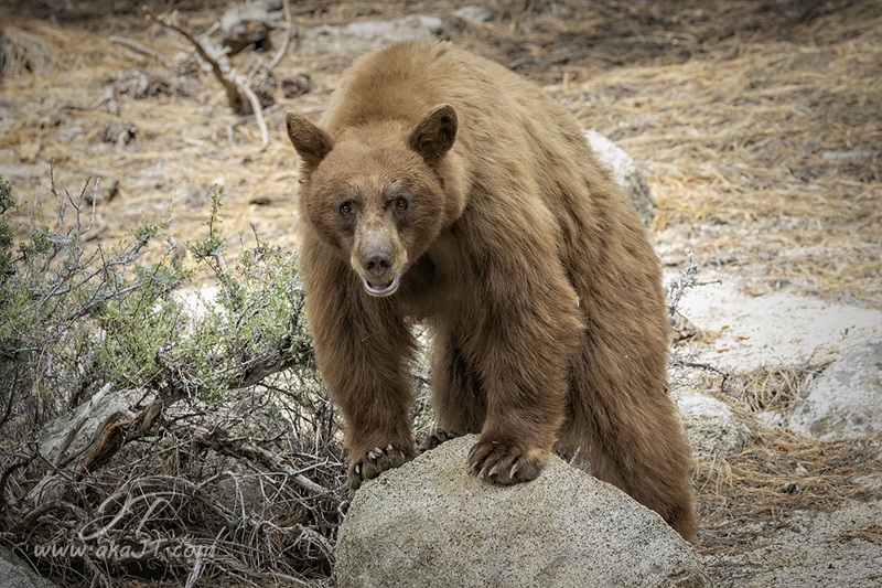 A black bear in Tahoe.