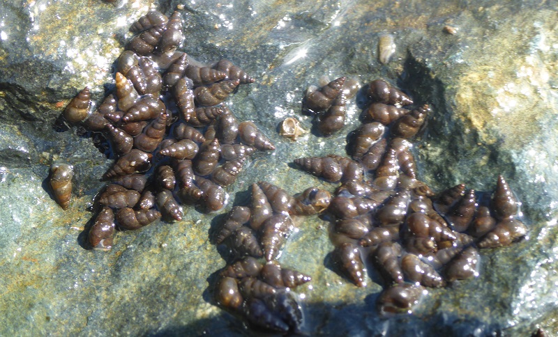 A cluster of New Zealand mudsnails atop a rock.