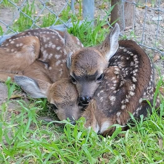 Images/OCEO/News/NewbornFawns.jpg