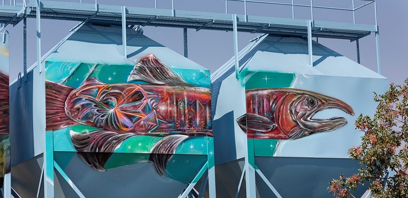 A new mural painting of Chinook salmon adorns the elevated feed storage bins at the Nimbus Fish Hatchery in Sacramento