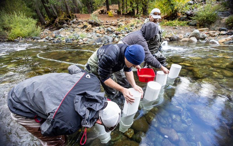 Fisheries biologists insert eggs into the gravel riverbed of the North Yuba River.