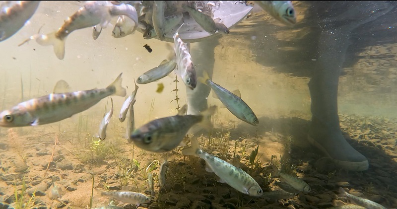 Juvenile salmon released into the lower Yuba River