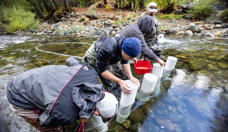 Spring-run Chinook salmon eggs being injected into the North Yuba River.