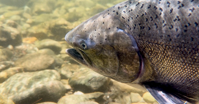 An adult spring-run Chinook salmon in the North Yuba River.