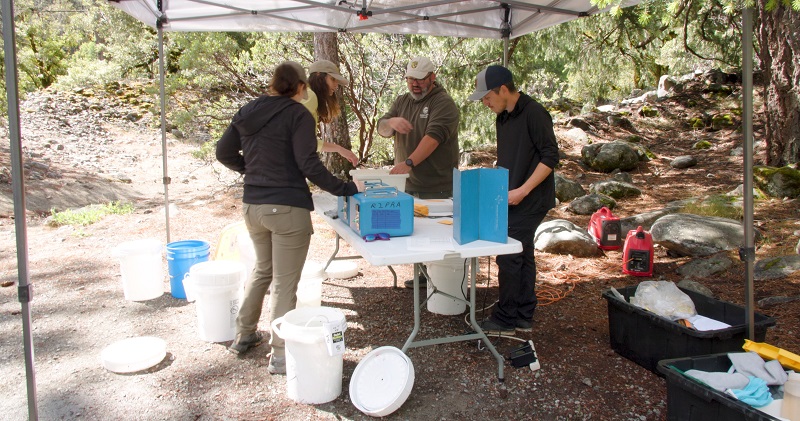 Juvenile salmon collected in the North Yuba River are processed prior to their release downstream.