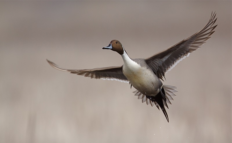 A drake northern pintail in flight.