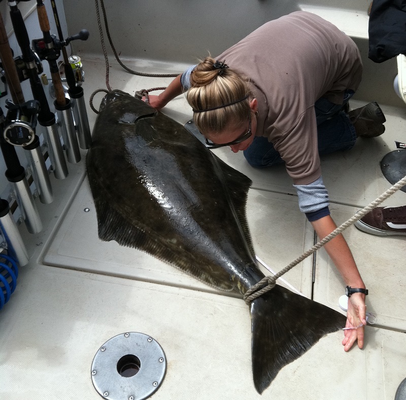 A Pacifc halibut is measured on the floor of a boat.