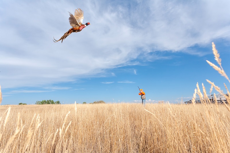 A hunter takes aim at a rooster pheasant in flight.