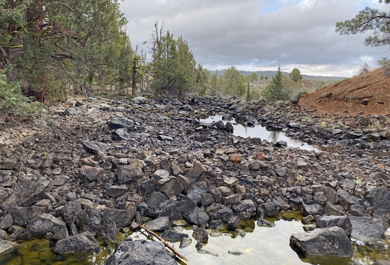 A drying Pine Creed as it appeared in April 2026.