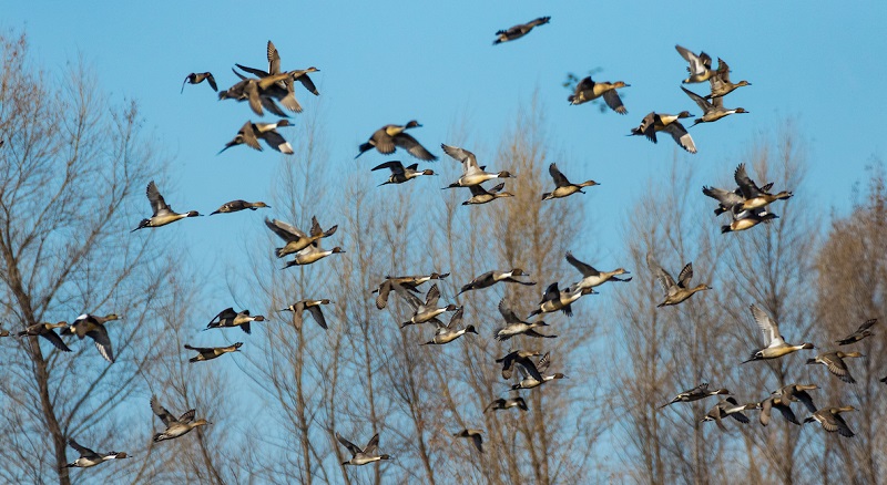 Multiple pintail ducks in flight at CDFW's Little Dry Creek Unit, Upper Butte Basin Wildlife Area.