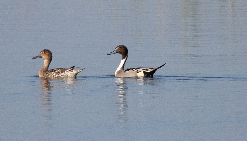 A pair of pintail ducks, male and female, rest on a wetland pond.