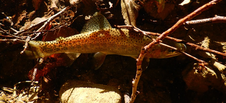 Underwater photo of a wild rainbow trout hiding among branches, leaves and other cover.