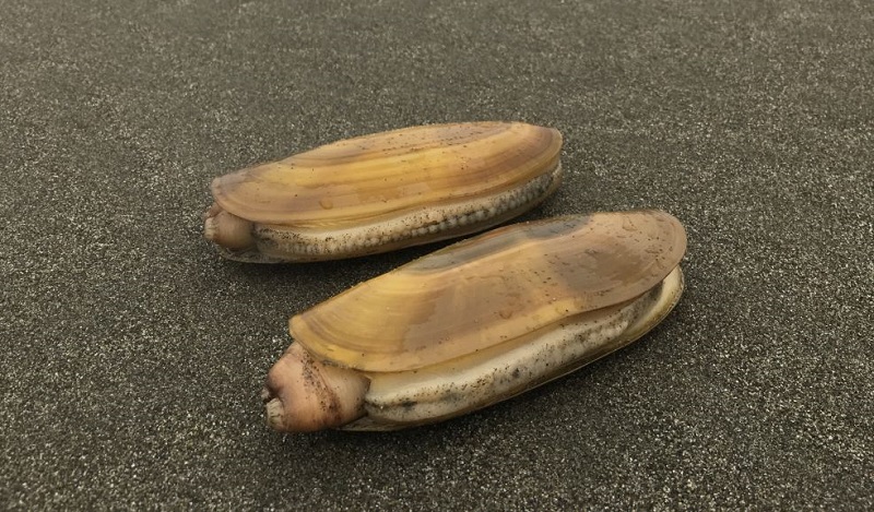 Two razor clams on a sandy beach.