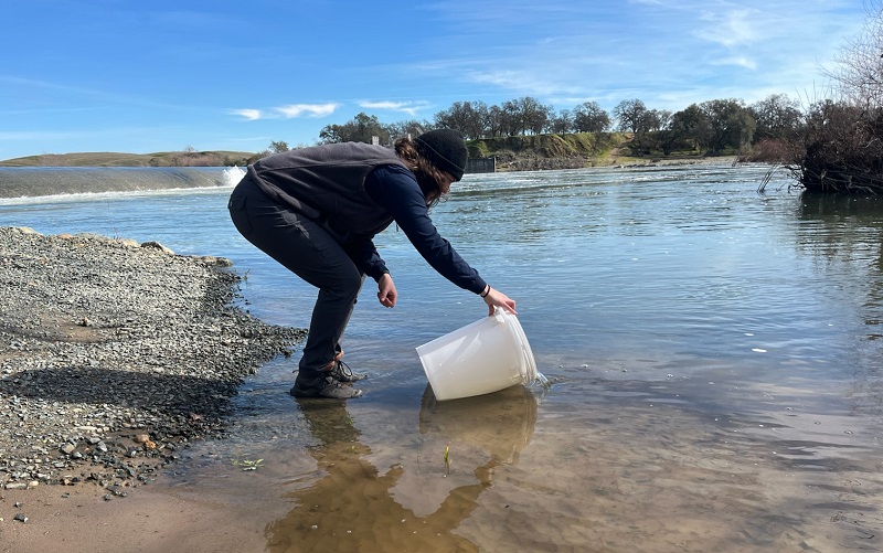 North Yuba River salmon fry are released into the lower Yuba River.