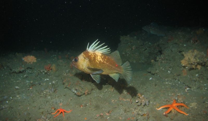 Fish swimming over sea floor in dark water.