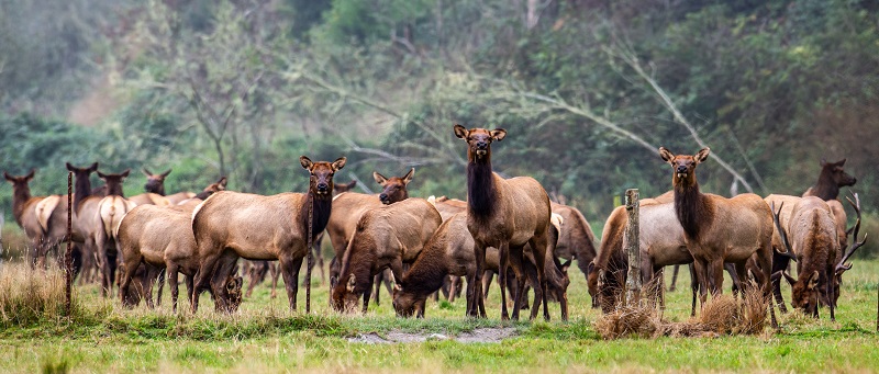 A herd of Roosevelt elk grazing along a North Coast. field